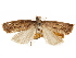  ( - CCDB-31542-H07)  @11 [ ] CreativeCommons - Attribution (2018) CBG Photography Group Centre for Biodiversity Genomics