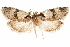  ( - CCDB-31543-A07)  @11 [ ] CreativeCommons - Attribution (2018) CBG Photography Group Centre for Biodiversity Genomics