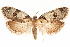  ( - CCDB-31543-A08)  @11 [ ] CreativeCommons - Attribution (2018) CBG Photography Group Centre for Biodiversity Genomics