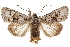  ( - CCDB-31543-B07)  @11 [ ] CreativeCommons - Attribution (2018) CBG Photography Group Centre for Biodiversity Genomics