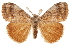  (Orgyia leuschneri - CCDB-31543-C01)  @15 [ ] CreativeCommons - Attribution (2018) CBG Photography Group Centre for Biodiversity Genomics