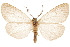  ( - CCDB-31543-C10)  @14 [ ] CreativeCommons - Attribution (2018) CBG Photography Group Centre for Biodiversity Genomics
