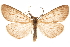  ( - CCDB-31543-C11)  @11 [ ] CreativeCommons - Attribution (2018) CBG Photography Group Centre for Biodiversity Genomics
