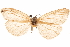  ( - CCDB-31543-D01)  @11 [ ] CreativeCommons - Attribution (2018) CBG Photography Group Centre for Biodiversity Genomics
