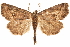  ( - CCDB-31543-D11)  @11 [ ] CreativeCommons - Attribution (2018) CBG Photography Group Centre for Biodiversity Genomics