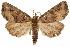  ( - CCDB-31543-D12)  @14 [ ] CreativeCommons - Attribution (2018) CBG Photography Group Centre for Biodiversity Genomics