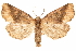  ( - CCDB-31543-E02)  @11 [ ] CreativeCommons - Attribution (2018) CBG Photography Group Centre for Biodiversity Genomics