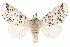  ( - CCDB-31543-F05)  @14 [ ] CreativeCommons - Attribution (2018) CBG Photography Group Centre for Biodiversity Genomics