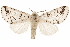  ( - CCDB-31543-F06)  @11 [ ] CreativeCommons - Attribution (2018) CBG Photography Group Centre for Biodiversity Genomics