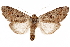 ( - CCDB-31543-F07)  @11 [ ] CreativeCommons - Attribution (2018) CBG Photography Group Centre for Biodiversity Genomics