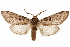  ( - CCDB-31543-F08)  @11 [ ] CreativeCommons - Attribution (2018) CBG Photography Group Centre for Biodiversity Genomics