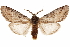  ( - CCDB-31543-F09)  @11 [ ] CreativeCommons - Attribution (2018) CBG Photography Group Centre for Biodiversity Genomics