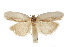  ( - CCDB-30454-B07)  @12 [ ] CreativeCommons - Attribution (2018) CBG Photography Group Centre for Biodiversity Genomics