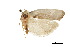  ( - CCDB-30454-B08)  @11 [ ] CreativeCommons - Attribution (2018) CBG Photography Group Centre for Biodiversity Genomics