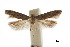  ( - CCDB-30454-E03)  @11 [ ] CreativeCommons - Attribution (2018) CBG Photography Group Centre for Biodiversity Genomics