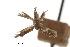 ( - CCDB-30454-E06)  @11 [ ] CreativeCommons - Attribution (2018) CBG Photography Group Centre for Biodiversity Genomics