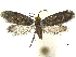  ( - CCDB-30455-A04)  @11 [ ] CreativeCommons - Attribution (2018) CBG Photography Group Centre for Biodiversity Genomics