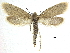  ( - CCDB-30455-A08)  @11 [ ] CreativeCommons - Attribution (2018) CBG Photography Group Centre for Biodiversity Genomics