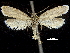  ( - CCDB-30455-A09)  @11 [ ] CreativeCommons - Attribution (2018) CBG Photography Group Centre for Biodiversity Genomics