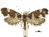  ( - CCDB-30455-A12)  @13 [ ] CreativeCommons - Attribution (2018) CBG Photography Group Centre for Biodiversity Genomics
