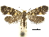  ( - CCDB-30455-B02)  @13 [ ] CreativeCommons - Attribution (2018) CBG Photography Group Centre for Biodiversity Genomics