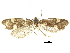  ( - CCDB-30455-B05)  @13 [ ] CreativeCommons - Attribution (2018) CBG Photography Group Centre for Biodiversity Genomics