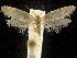  ( - CCDB-30455-B07)  @11 [ ] CreativeCommons - Attribution (2018) CBG Photography Group Centre for Biodiversity Genomics