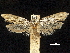  ( - CCDB-30455-B12)  @11 [ ] CreativeCommons - Attribution (2018) CBG Photography Group Centre for Biodiversity Genomics