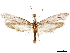  ( - CCDB-30455-C01)  @11 [ ] CreativeCommons - Attribution (2018) CBG Photography Group Centre for Biodiversity Genomics