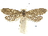  ( - CCDB-30455-C03)  @11 [ ] CreativeCommons - Attribution (2018) CBG Photography Group Centre for Biodiversity Genomics
