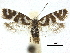  ( - CCDB-30455-C04)  @11 [ ] CreativeCommons - Attribution (2018) CBG Photography Group Centre for Biodiversity Genomics