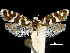  ( - CCDB-30455-C05)  @11 [ ] CreativeCommons - Attribution (2018) CBG Photography Group Centre for Biodiversity Genomics