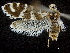  ( - CCDB-30455-C06)  @12 [ ] CreativeCommons - Attribution (2018) CBG Photography Group Centre for Biodiversity Genomics