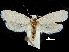  ( - CCDB-30455-C08)  @13 [ ] CreativeCommons - Attribution (2018) CBG Photography Group Centre for Biodiversity Genomics