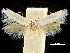  ( - CCDB-30455-D09)  @11 [ ] CreativeCommons - Attribution (2018) CBG Photography Group Centre for Biodiversity Genomics