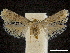  ( - CCDB-30455-F08)  @11 [ ] CreativeCommons - Attribution (2018) CBG Photography Group Centre for Biodiversity Genomics