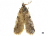  ( - CCDB-30455-H05)  @11 [ ] CreativeCommons - Attribution (2018) CBG Photography Group Centre for Biodiversity Genomics