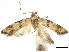  ( - CCDB-30456-A08)  @11 [ ] CreativeCommons - Attribution (2018) CBG Photography Group Centre for Biodiversity Genomics
