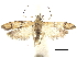  ( - CCDB-30456-A09)  @11 [ ] CreativeCommons - Attribution (2018) CBG Photography Group Centre for Biodiversity Genomics
