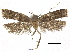  (Deltoplastis clerodotis - CCDB-30456-A10)  @11 [ ] CreativeCommons - Attribution (2018) CBG Photography Group Centre for Biodiversity Genomics