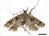  ( - CCDB-30456-A12)  @11 [ ] CreativeCommons - Attribution (2018) CBG Photography Group Centre for Biodiversity Genomics