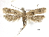  (Deltoplastis cognata - CCDB-30456-B01)  @11 [ ] CreativeCommons - Attribution (2018) CBG Photography Group Centre for Biodiversity Genomics