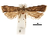  (Torodora wanensis - CCDB-30456-F07)  @11 [ ] CreativeCommons - Attribution (2018) CBG Photography Group Centre for Biodiversity Genomics