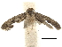  ( - CCDB-30456-G06)  @11 [ ] CreativeCommons - Attribution (2018) CBG Photography Group Centre for Biodiversity Genomics