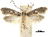  (Monopis truncata - CCDB-30456-G07)  @11 [ ] CreativeCommons - Attribution (2018) CBG Photography Group Centre for Biodiversity Genomics