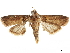  ( - CCDB-30457-A07)  @11 [ ] CreativeCommons - Attribution (2019) CBG Photography Group Centre for Biodiversity Genomics