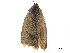  ( - CCDB-30457-B08)  @11 [ ] CreativeCommons - Attribution (2019) CBG Photography Group Centre for Biodiversity Genomics