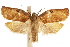  ( - CCDB-30457-B12)  @11 [ ] CreativeCommons - Attribution (2019) CBG Photography Group Centre for Biodiversity Genomics