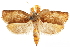  ( - CCDB-30457-C01)  @11 [ ] CreativeCommons - Attribution (2019) CBG Photography Group Centre for Biodiversity Genomics