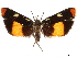  (Dichomeris concinnalis - CCDB-30457-C07)  @11 [ ] CreativeCommons - Attribution (2019) CBG Photography Group Centre for Biodiversity Genomics